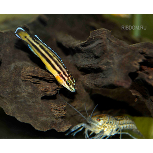 Юлидохромис «Кипили» (Julidochromis regani var. «Kipili») — одна из локальных популяций юлидохромиса регана, эндемик озера Танганьика в Африке.