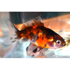 ВУАЛЕХВОСТ ситцевый - Сarassius auratus