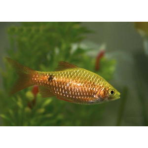 БАРБУС ОГНЕННЫЙ