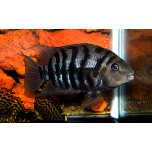 купить цихлазома чернополосая  в Москве можно заказать доставку через Интернет-магазин Рыбка Дома