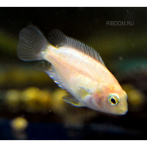 ФЛАМИНГО ЦИХЛИДА