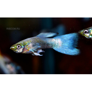 ГУППИ СИНИЙ ТУРКИС (самец/самка)