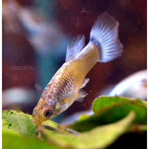 ГУППИ СИНИЙ ТУРКИС (самец/самка)