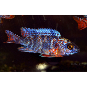 Аулонокара мультиколор (Aulonocara sp. «Multicolor»)