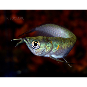 АРОВАНА СЕРЕБРЯННАЯ - Osteoglossum bicirrhosum