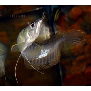АРОВАНА СЕРЕБРЯННАЯ - Osteoglossum bicirrhosum