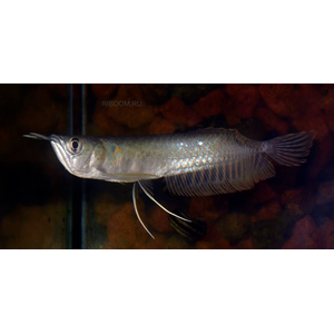 АРОВАНА СЕРЕБРЯННАЯ - Osteoglossum bicirrhosum