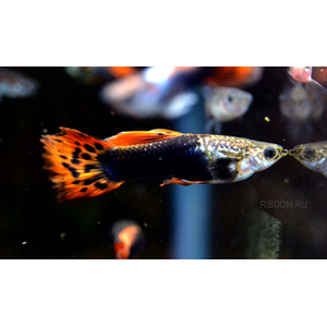 купить гуппи в интернет-магазине Рыбка Дома