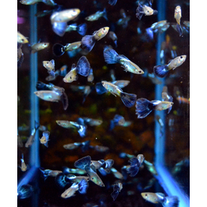 ГУППИ  ГОЛУБОЙ БРИЛЛИАНТ