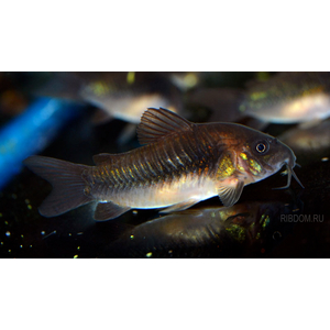 сомики коридорасы купить в Москве в интернет-магазине Рыбка Дома