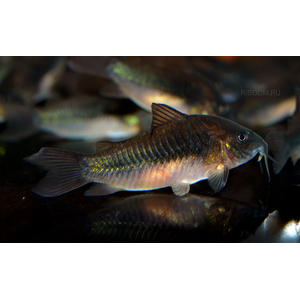 сомики коридорасы купить в Москве в интернет-магазине Рыбка Дома
