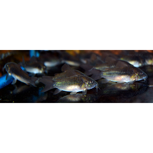 сомики коридорасы купить в Москве в интернет-магазине Рыбка Дома