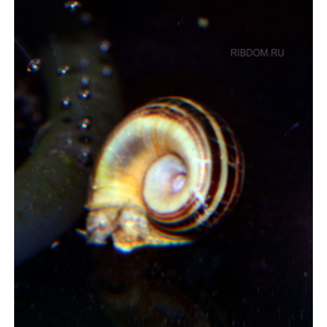 купить улитку купить в Москве можно заказать доставку через Интернет-магазин Рыбка Дома