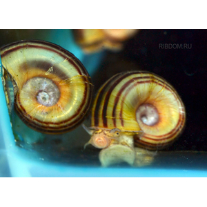 купить улитку купить в Москве можно заказать доставку через Интернет-магазин Рыбка Дома