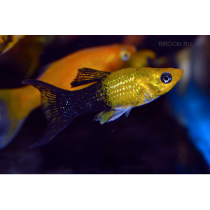 МОЛЛИНЕЗИЯ ЧЕРНО-ЖЕЛТАЯ