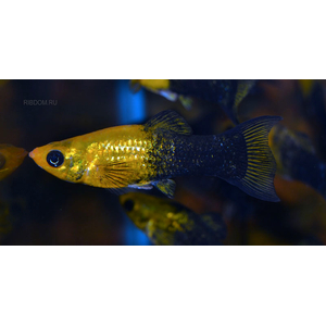 МОЛЛИНЕЗИЯ ЧЕРНО-ЖЕЛТАЯ