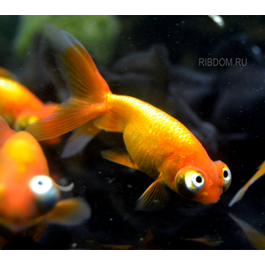 Золотая рыбка «Небесное око или Звездочет»