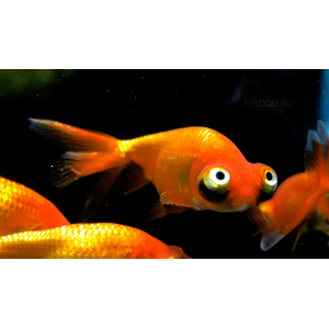 Золотая рыбка «Небесное око или Звездочет»