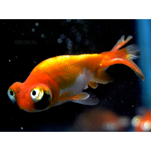 Золотая рыбка «Небесное око или Звездочет»