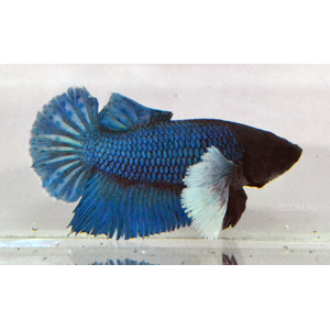 купить петушка купить в Москве можно заказать доставку через Интернет-магазин Рыбка Дома