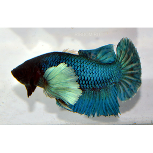 купить петушка купить в Москве можно заказать доставку через Интернет-магазин Рыбка Дома