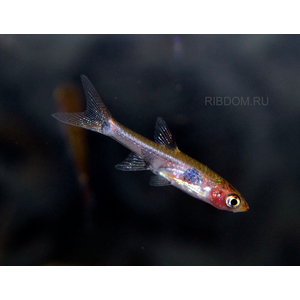 РАСБОРА МАКУЛЯТА