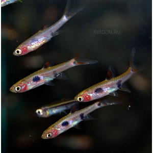 РАСБОРА МАКУЛЯТА