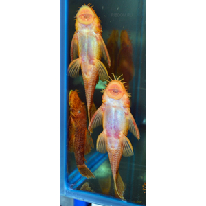 анциструс купить в интернет-магазине Рыбка Дома