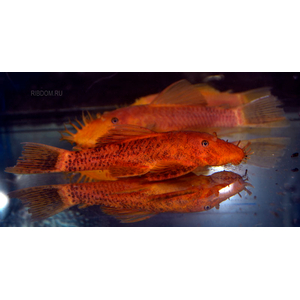 анциструс купить в интернет-магазине Рыбка Дома