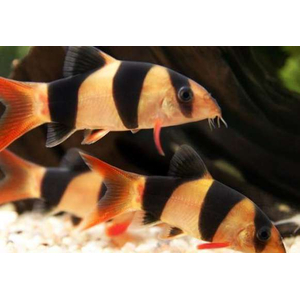 Боция клоун (Chromobotia macracanthus) — аквариумная рыбка из семейства Вьюновые. Русское название «клоун» получила за яркую окраску и жизнерадостность.