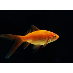 КОМЕТА КРАСНАЯ