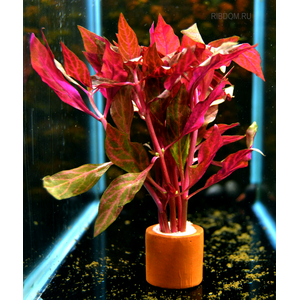 АЛЬТЕРНАНТЕРА Розанервиг / Alternanthera reineckii rosanervig