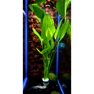 ЭХИНОДОРУС АРГЕНТИНСКИЙ - Echinodorus argentinensis