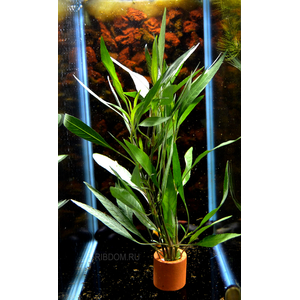 ГИГРОФИЛА ОЗЁРНАЯ - Hygrophila lacustris