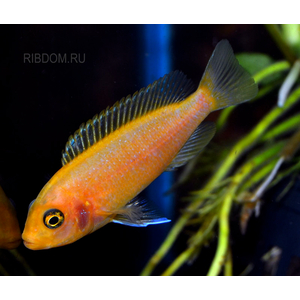 Псевдотрофеус зебра красная (Pseudotropheus sp. Red Zebra) — аквариумная рыбка из семейства цихлид группы Мбуна. Относится к эндемикам африканского озера Малави (Восточная Африка).