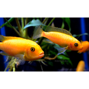 Псевдотрофеус зебра красная (Pseudotropheus sp. Red Zebra) — аквариумная рыбка из семейства цихлид группы Мбуна. Относится к эндемикам африканского озера Малави (Восточная Африка).