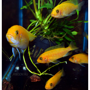 Псевдотрофеус зебра красная (Pseudotropheus sp. Red Zebra) — аквариумная рыбка из семейства цихлид группы Мбуна. Относится к эндемикам африканского озера Малави (Восточная Африка).