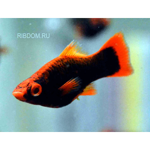 купить меченосца калабарского в интернет-магазине Рыбка Дома