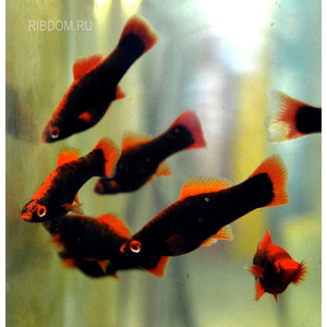 купить меченосца калабарского в интернет-магазине Рыбка Дома