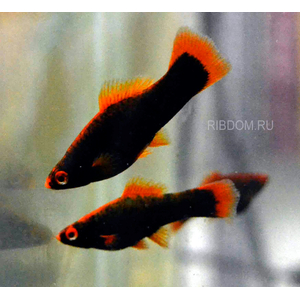 купить меченосца калабарского в интернет-магазине Рыбка Дома