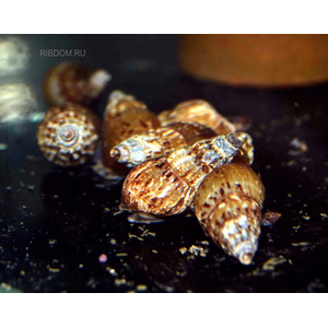 Thiara winteri (также известная как улитка прамбанан, spiked tower snail или spiky trumpet snail) — пресноводный моллюск из семейства Thiaridae.