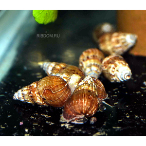 Thiara winteri (также известная как улитка прамбанан, spiked tower snail или spiky trumpet snail) — пресноводный моллюск из семейства Thiaridae.Thiara winteri (также известная как улитка прамбанан, spiked tower snail или spiky trumpet snail) — пресноводный моллюск из семейства Thiaridae.