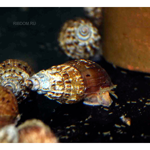 Thiara winteri (также известная как улитка прамбанан, spiked tower snail или spiky trumpet snail) — пресноводный моллюск из семейства Thiaridae.