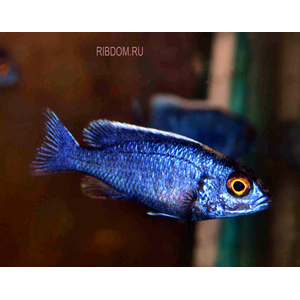 купить цихлиду васильковый джексон  в Москве можно заказать доставку через Интернет-магазин Рыбка Дома