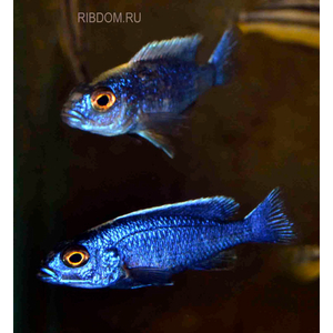 купить цихлиду васильковый джексон  в Москве можно заказать доставку через Интернет-магазин Рыбка Дома