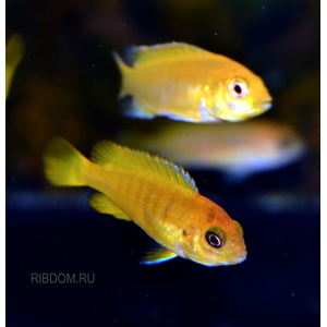 Лабидохромис Еллоу (Labidochromis caeruleus var. «Yellow») — пресноводная тропическая рыба из семейства Цихловые, относится к группе Мбуна. Также известна как цихлида-колибри, лабидохромис лимонный.