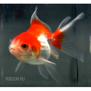 ОРАНДА ассорти красная, ситцевая, красно-белая 5-6см