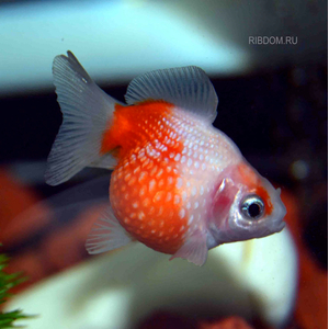 ЖЕМЧУЖИНКА ЗОЛОТАЯ РЫБКА