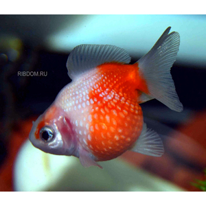 ЖЕМЧУЖИНКА ЗОЛОТАЯ РЫБКА