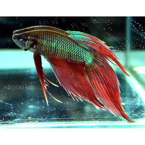 петушка купить в Москве можно заказать доставку через Интернет-магазин Рыбка Дома